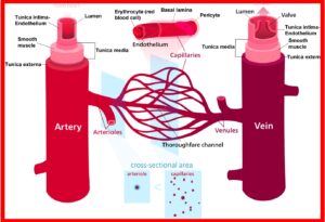 blood vessels, arteries, veins, capillaries