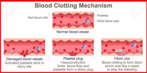 blood clotting mechanism
