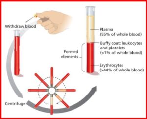 centrifuging whole blood, blood centrifuging, spinning blood sample