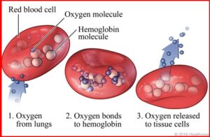 oxy-hemoglobin, oxygenated blood, hemoglobin, hemoglobin molecules, red blood cells, red cells