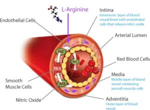 production of nitric oxide in arteries