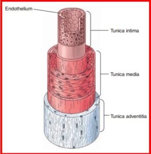 structure of the blood vessels, endothelium