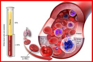 the components of blood, the blood components