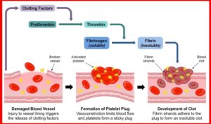 blood clotting factors