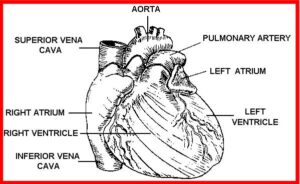 the heart, muscular pump